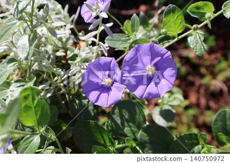淡紫色旋花花 淡紫色旋花花 140750972