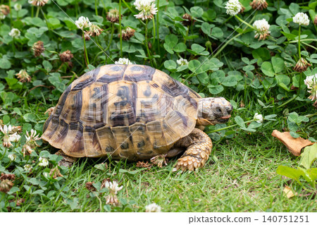 Hermann's tortoise eating clover 140751251