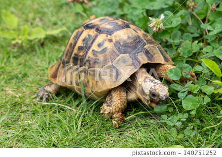Close-up of a Hermann's tortoise eating clover Close-up of a Hermann's tortoise eating clover 140751252