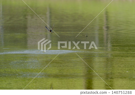 Swallows and dragonflies Swallows and dragonflies 140751288