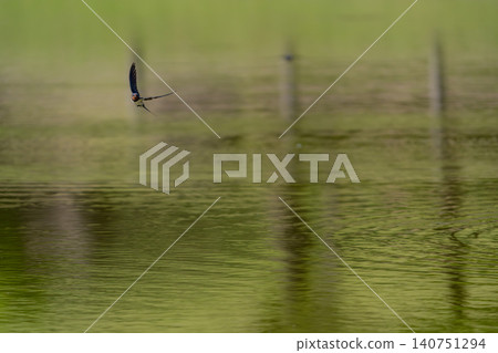 Swallow's flight Swallow's flight 140751294