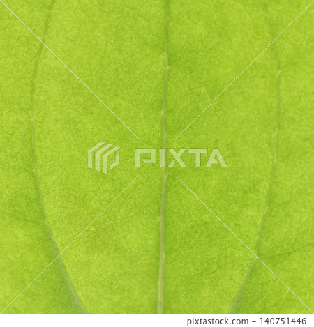 Leaf veins of Smilax china (family Smilacaceae) [Background material] 140751446