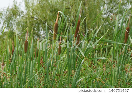 Cattail spikes - June 2026 Cattail spikes - June 2026 140751467