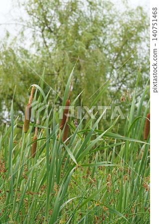 香蒲穗 - 2026年6月 香蒲穗 - 2026年6月 140751468