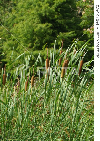 Cattail spikes - June 2026 Cattail spikes - June 2026 140751472