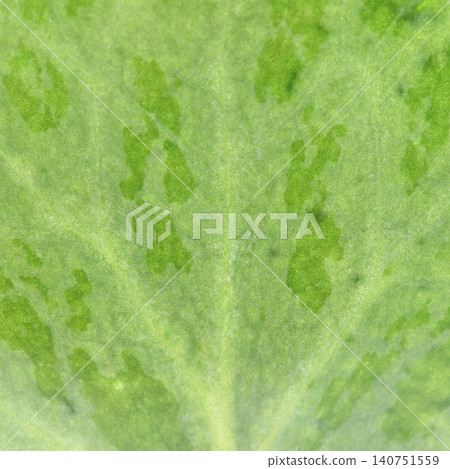 Leaf veins of Saxifraga stolonifera (Saxifraga stolonifera) [Background material] 140751559