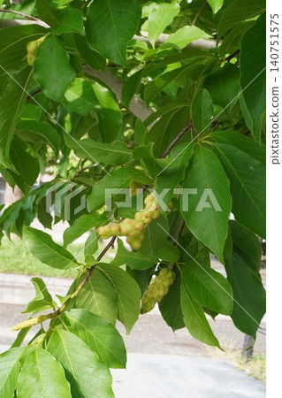 Magnolia fruit - June 2026 Magnolia fruit - June 2026 140751575