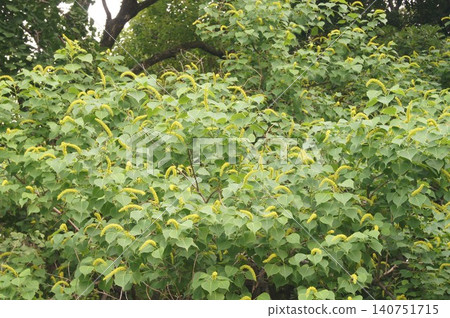 烏桕(烏桕樹)穗狀花,2026年6月 烏桕(烏桕樹)穗狀花,2026年6月 140751715