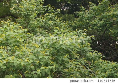 烏桕（烏桕樹）穗狀花，2026年6月 140751716