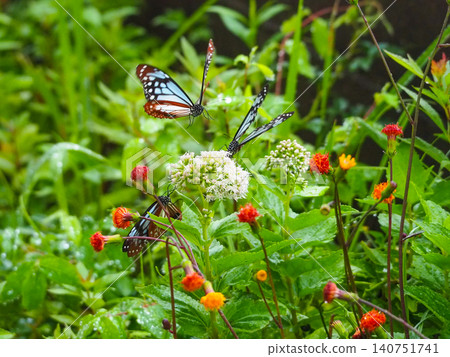 Several chestnut tiger butterflies flew to the flowers of the Eupatorium fortunei. 140751741