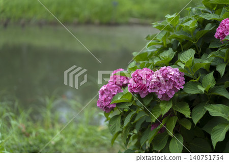Hydrangea on the waterside Hydrangea on the waterside 140751754