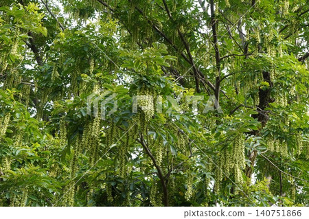 Chinese wingnut fruit clusters, June 2026 Chinese wingnut fruit clusters, June 2026 140751866