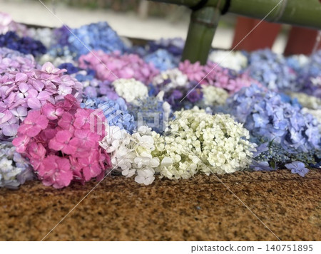 Hydrangea of hydrangea Hydrangea of hydrangea 140751895