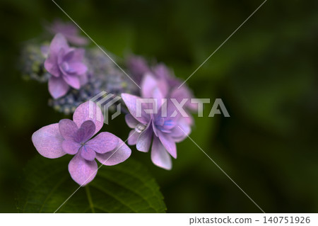 Hydrangeas in full bloom – an image of early summer. Hydrangeas in full bloom – an image of early summer. 140751926