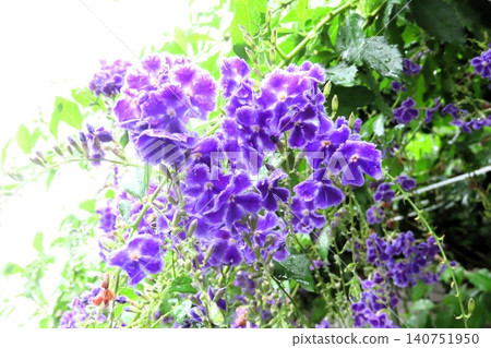 雨天花壇樹上的花:金露花:花園樹 雨天花壇樹上的花:金露花:花園樹 140751950