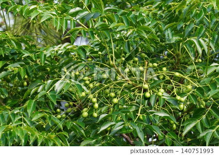 Young fruit of the Chinaberry tree - June 2026 Young fruit of the Chinaberry tree - June 2026 140751993