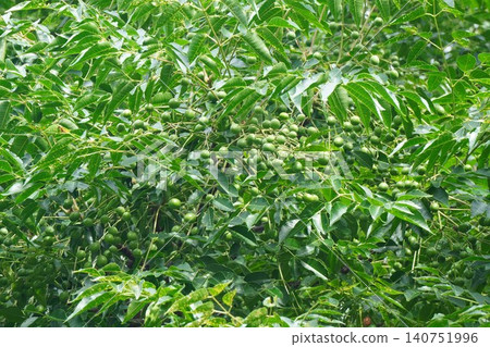 Young fruit of the Chinaberry tree - June 2026 Young fruit of the Chinaberry tree - June 2026 140751996