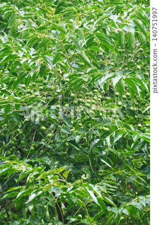 Young fruit of the Chinaberry tree - June 2026 Young fruit of the Chinaberry tree - June 2026 140751997