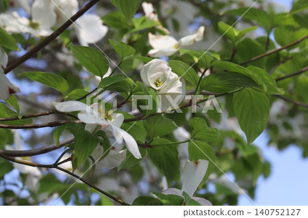 White dogwood blossoms in the spring park White dogwood blossoms in the spring park 140752127