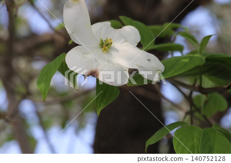 White dogwood blossoms in the spring park White dogwood blossoms in the spring park 140752128