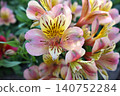 Pink and Yellow Alstroemeria Flowers Close Up. 140752284