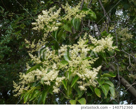 Chinese privet flowers, June 2026 140752360