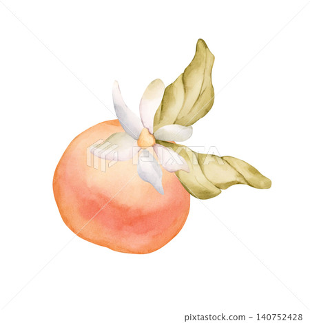 Grapefruit citrus fruit with leaves.. Watercolor hand drawn floral food illustration isolated on white background for summer design home kitchen textile fresh fabric print cosmetic package crockery Grapefruit citrus fruit with leaves.. Watercolor hand drawn floral food illustration isolated on white background for summer design home kitchen textile fresh fabric print cosmetic package crockery 140752428