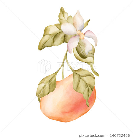 Grapefruit citrus fruit with leaves.. Watercolor hand drawn floral food illustration isolated on white background for summer design home kitchen textile fresh fabric print cosmetic package crockery Grapefruit citrus fruit with leaves.. Watercolor hand drawn floral food illustration isolated on white background for summer design home kitchen textile fresh fabric print cosmetic package crockery 140752466