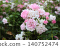 Pink and White Roses Blooming in Garden. 140752474