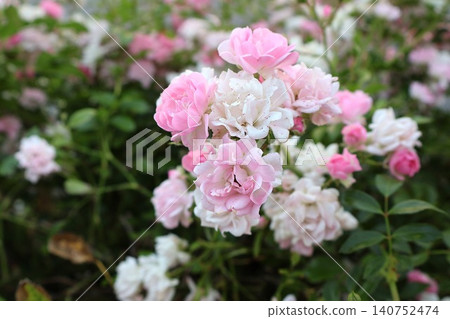 Pink and White Roses Blooming in Garden. Pink and White Roses Blooming in Garden. 140752474