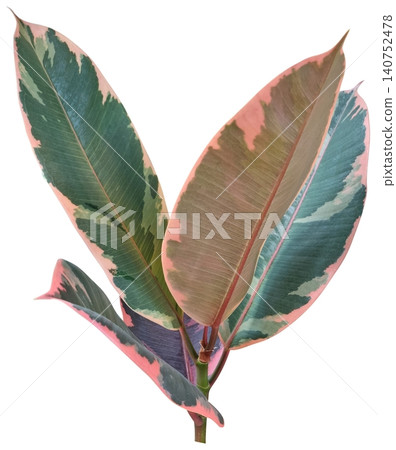 A close-up of a watercolor rubber tree leaf. A close-up of a watercolor rubber tree leaf. 140752478
