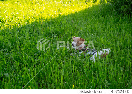 Jack russell terrier dog lying in green lawn grass. Jack russell terrier dog lying in green lawn grass. 140752488