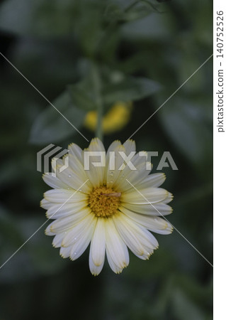 White and yellow calendula flower with water drops on petals after rain. Macro top view on a green background. White and yellow calendula flower with water drops on petals after rain. Macro top view on a green background. 140752526