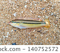 Full body photo of a female wrasse 140752572