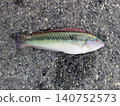 Full body photo of a male wrasse 140752573