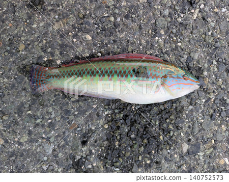 雄性隆頭魚全身照 雄性隆頭魚全身照 140752573