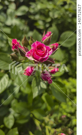 Bright roses in the garden against a backdrop of green foliage. White jasmine. 140752627
