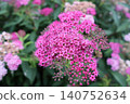 Pink Spiraea Flower Cluster in Garden. 140752634