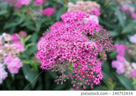 Pink Spiraea Flower Cluster in Garden. Pink Spiraea Flower Cluster in Garden. 140752634