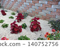 Red Coleus Plants in Mulched Garden Bed with Brick Wall. 140752756