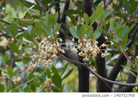 Japanese holly flowers - June 2026 Japanese holly flowers - June 2026 140752760