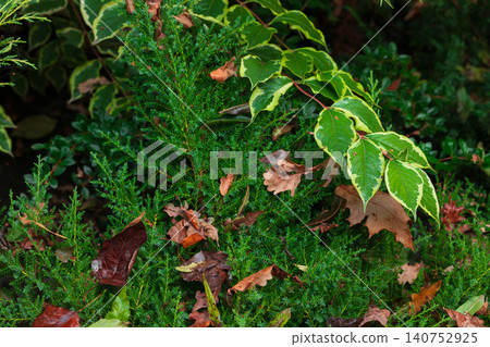 Explore the rich colors of October in a tropical woodland setting with lush foliage and fallen leaves Explore the rich colors of October in a tropical woodland setting with lush foliage and fallen leaves 140752925
