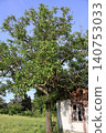 Large Tree Next to Old Wooden Shed in Rural Area. 140753033