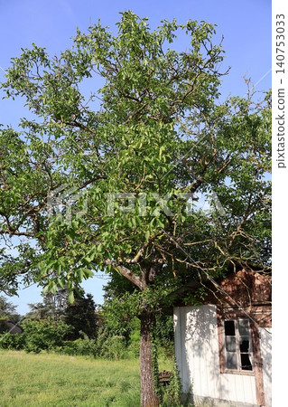 Large Tree Next to Old Wooden Shed in Rural Area. Large Tree Next to Old Wooden Shed in Rural Area. 140753033