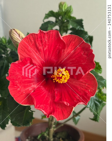 紅芙蓉花盛開 紅芙蓉花盛開 140753131