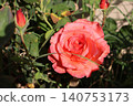 Coral Rose Blooming with Bud in Garden. 140753173