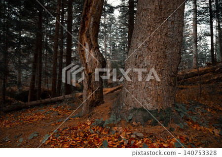 Sunlight filters through the dense trees, illuminating the rough bark of ancient trees and a carpet of vibrant fall foliage on the forest floor Sunlight filters through the dense trees, illuminating the rough bark of ancient trees and a carpet of vibrant fall foliage on the forest floor 140753328