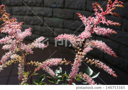 落新婦的粉紅色花朵簇盛開 140753385