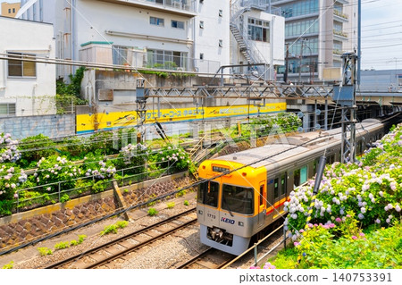 Keio Inokashira線和繡球花 Keio Inokashira線和繡球花 140753391