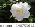 White Rose Blooming in Garden. 140753618